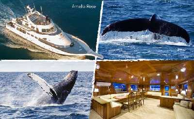 Reykjavík Whale Watching Cruise on Amelia Rose Yacht – Small Group Experience