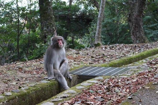 Kyoto Arashiyama Bamboo Forest Hiking Tour（Hidden Temples）