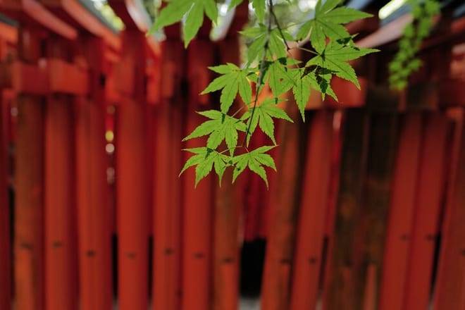 Kyoto Early Morning Tour with English-Speaking Guide