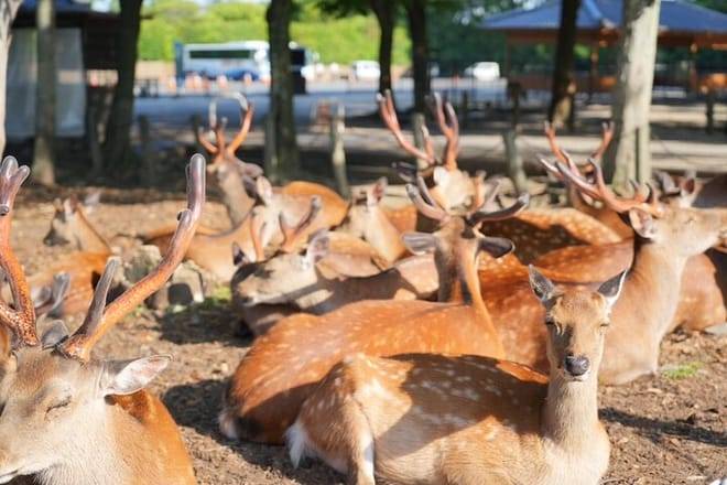 Nara Early Morning Tour (Kyoto or Osaka Departure Available)