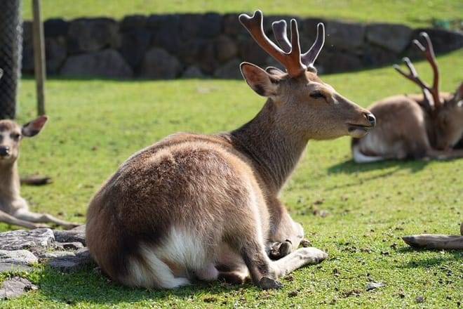 Nara Early Morning Tour (Kyoto or Osaka Departure Available)