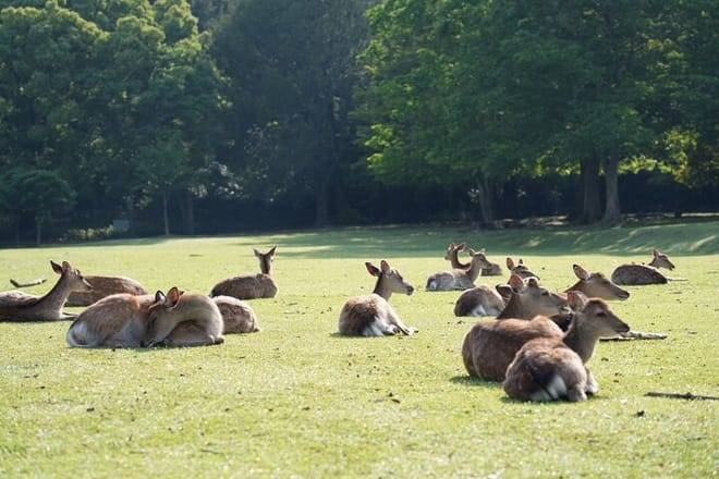Nara Early Morning Tour (Kyoto or Osaka Departure Available)