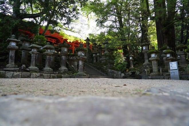 Nara Early Morning Tour (Kyoto or Osaka Departure Available)
