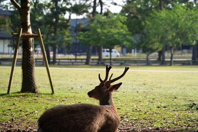 Nara Early Morning Tour (Kyoto or Osaka Departure Available)
