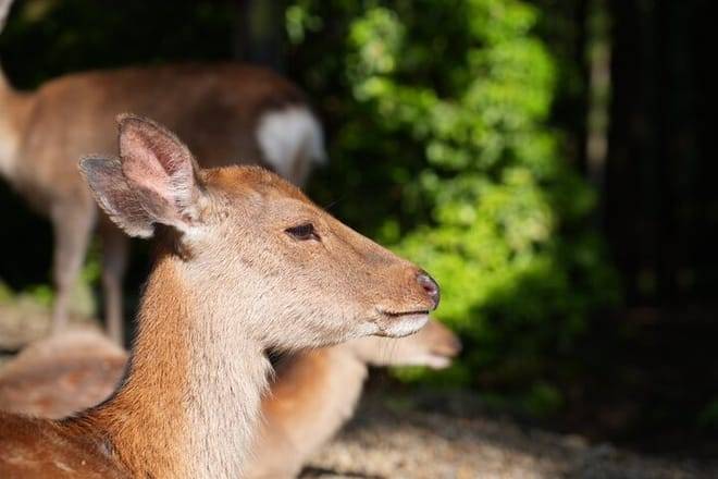 Nara Early Morning Tour (Kyoto or Osaka Departure Available)