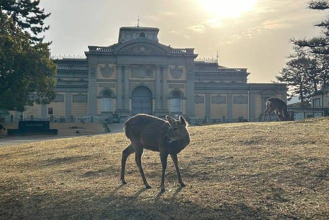 Nara Early Morning Tour (Kyoto or Osaka Departure Available)