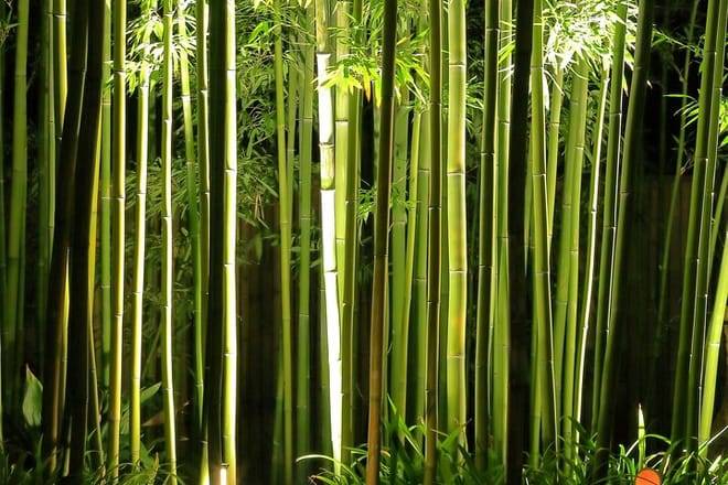 Kyoto Fushimi-Inari and Arashiyama Night Walking Tour